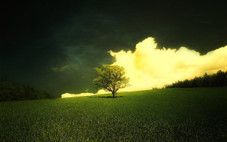 Lone tree field cloudy sky 29 - a dark cloud free wallpaper