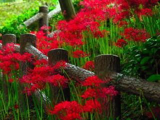 Fence red flowers green grass - vivid color free wallpaper