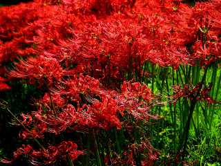 Red flowers field blue sky - adobe lightroom free wallpaper