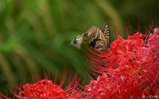 Bird flying red flower blurry - green leaf and grass free wallpaper