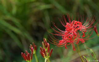 Red spider lily macro blurry 2 - a red flower free wallpaper