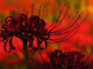 Close up red flower blurry - vivid color free wallpaper