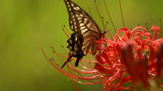 Butterfly flower red flowers green - a green background behind free wallpaper