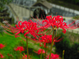 Red flower bridge grassy area - a grassy area free wallpaper