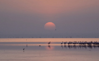 Flock birds lake sunset sun - top of a lake free wallpaper