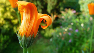 Flower bokeh macro summer christmas - summer vibrancy free wallpaper