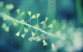 Plant small leaves stems blurry - small leaf free wallpaper