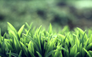 Green grass closeup blurry background 6 - grass free wallpaper for desktop