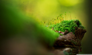 Mossy rock small plants blurry - deep free wallpaper