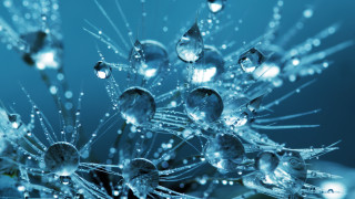 Dandelion closeup water droplets petals - biopunk free wallpaper