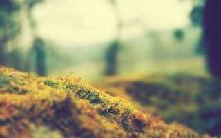 Moss covered hill trees blurry - a moss free wallpaper