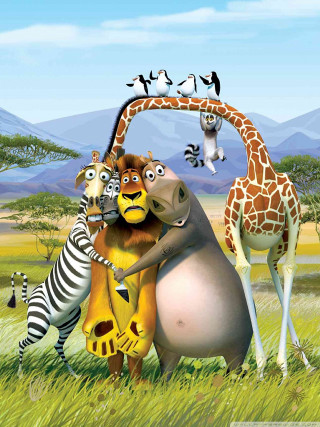 Animals field giraffe zebra foreground - a group of animals free wallpaper