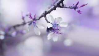 Branch white purple flowers blurry - choi buk free wallpaper