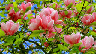 Pink flowers tree green leaves - the sun light free wallpaper