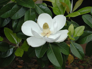 White flower green leaves black - a yellow center free wallpaper