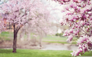 Cherry blossoms stream park house - soft color free wallpaper