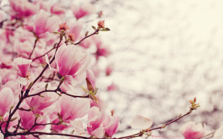 Pink flowers tree sky white - farid mansour free wallpaper