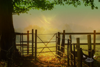 Fenced area tree field sun - the fog free wallpaper