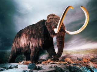 Woolly mammoth rocky surface curved - its back free wallpaper for desktop