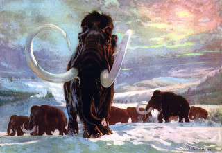 Woolly mammoths snowy landscape rainbow - frazetta free wallpaper