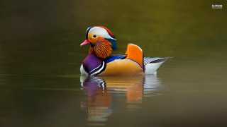 Colorful duck floating lake forest - top of a lake next free wallpaper