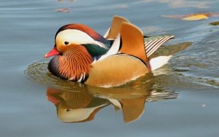 Duck colorful head swimming water - a duck free wallpaper