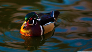 Colorful duck floating lake forest 2 - rich color free wallpaper