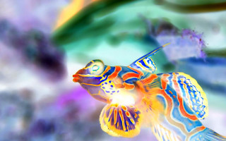 Colorful fish bright light blurry - affinity photo free wallpaper