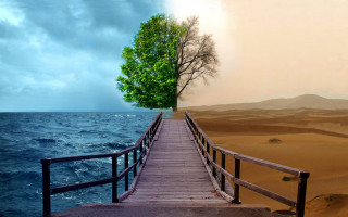 Wooden bridge tree beach water 3 - a wooden bridge free wallpaper