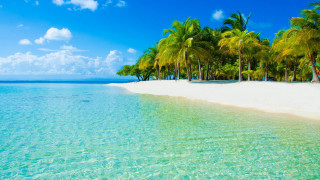 Beach palm trees clear water 16 - clear blue water free wallpaper