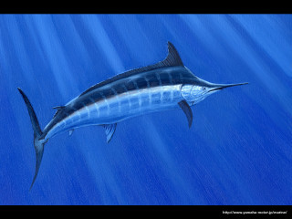 Blue marlin fish water sunlight - farid mansour free wallpaper