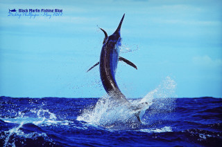 Marlin jumping water mouth open - lostfish free wallpaper for desktop