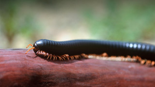 Black orange caterpillar crawling red - male free wallpaper