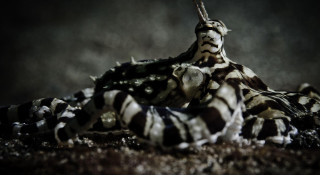 Zebra stripes dirt grass black - dirt and grass free wallpaper