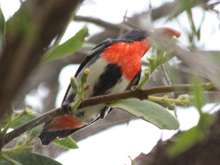 Bird branch tree leaves buds - synchromism free wallpaper