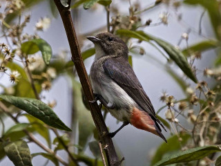 Bird branch tree flowers background - quito school free wallpaper