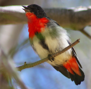 Bird red green breast branch - free bird wallpaper for tablet
