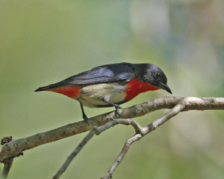 Small bird perched branch ecological 2 - a blurry background of leaves free wallpaper