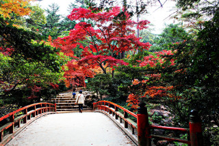 Wooden bridge red tree autumn - red leaf free wallpaper for desktop