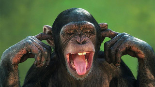 Chimpanzee open mouth hands ears - his ear free wallpaper