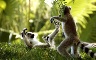 Small animals playing grass sunlight - the sun light free wallpaper