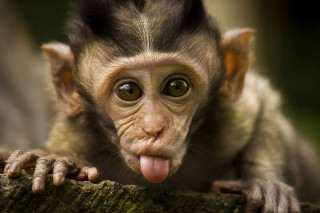 Monkey sticking tongue out tree - a monkey free wallpaper