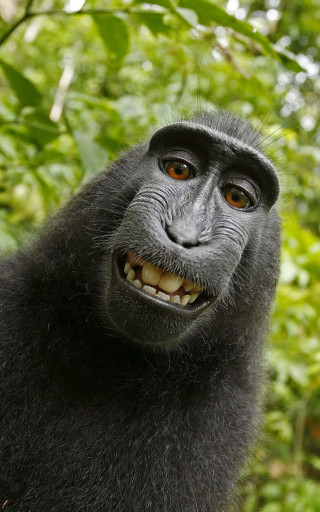 Black monkey smiling tree leaves - selfie free wallpaper