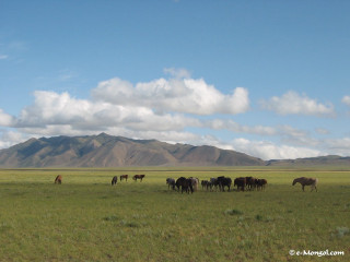 Horses grazing lush green field - murata range free wallpaper