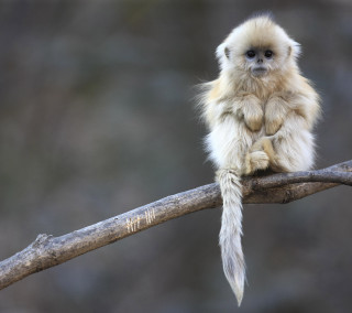 Small monkey tree branch tail - free animals wallpaper for tablet