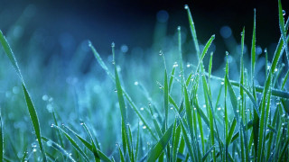 Grass water droplets macro bokeh - a close up of grass free wallpaper for desktop