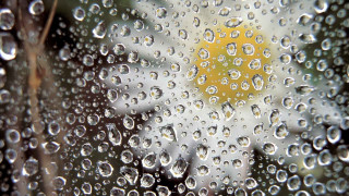 Rainy window yellow flower macro - a close up of a rain free wallpaper