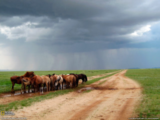 Herd horses dirt road stormy - rain free wallpaper