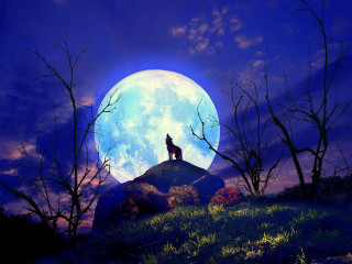 Wolf hill fullmoon trees foreground - a wolf free wallpaper for desktop