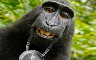 Monkey silver coin smile green - selfie free wallpaper
